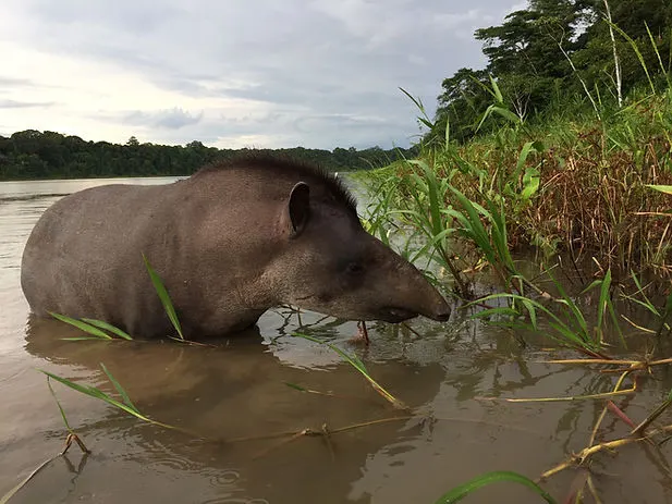 a tapir swimming in the pond on the Madidi Reserve in the Bolivian Amazon Jungle