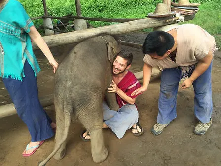 a bay elephant at a humane sustainable elephant rescue park sanctuary in Chiang Mai Thailand