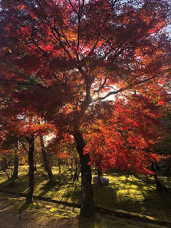 Autumn & fall leaves at Ninna-Ji Tempe in Kyoto Japan
