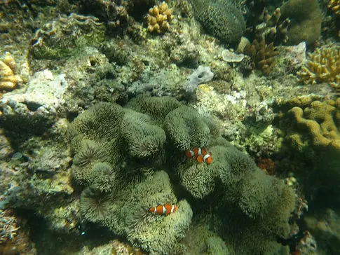 clownfish swimming in coral reefs in philippines el nido