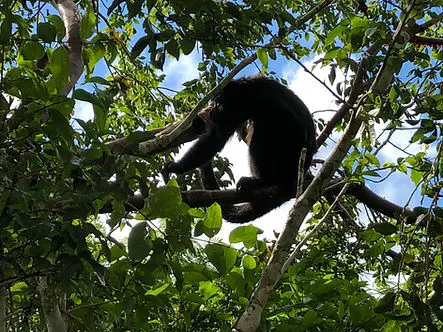 a howler monkey in the tree canopy in Tikal Ruins Nature Park in Peten Guatemala