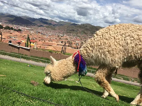 an alpaca eating some grass at a viewpoint of Cusco Peru