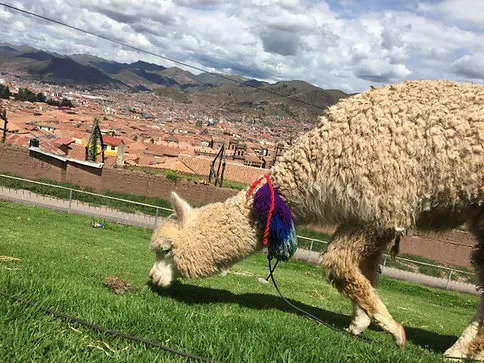 an alpaca eating some grass in Cusco Peru