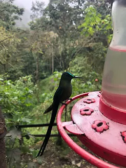a Hummingbird at the Acaime Hummingbird House on the Cocora Valley trek in Salento Colombia