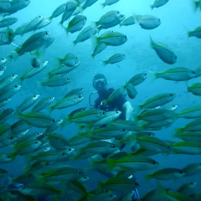 Anxious & Abroad scuba diving off Thailands coast in Koh Phi Phi with fish