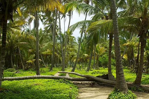 Palm Tree on a hiking trek in Parque Tayrona National Park in Santa Marta, Colombia