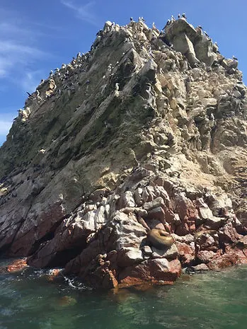 sea gulls, sea birds, sea lions on a rock formation in Islas Ballstas in Paracas Peru