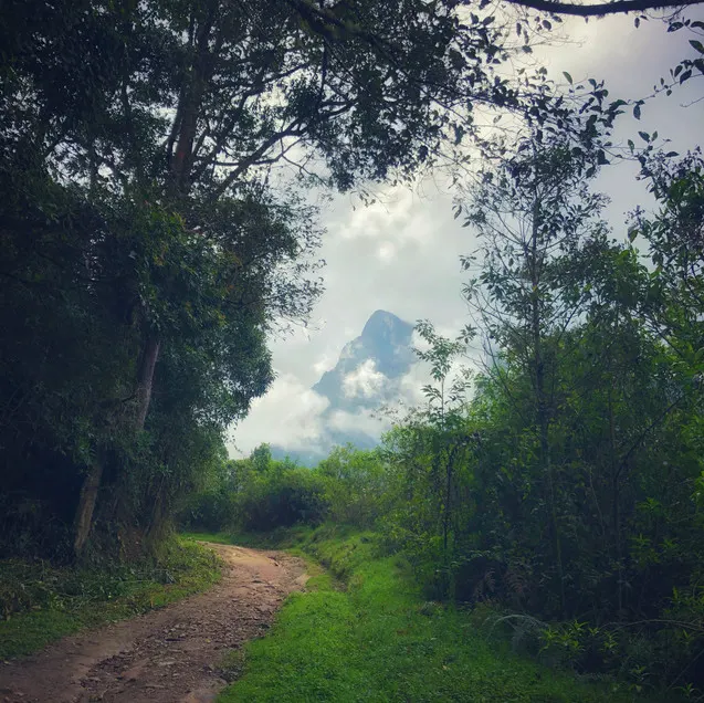 a well-framed photo of a mountain through the trees in Salento, Colombia