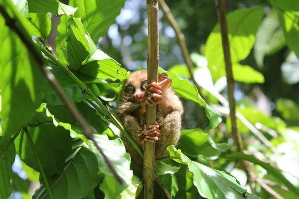 a tarsier in a sustainable and humane sanctuary on the island of Bohol in the Philippines