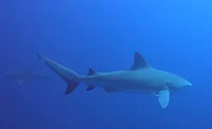 Two sharks swimming in a deep blue ocean as photographed by a scuba diver and travel blogger