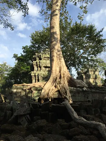 big tree overgrowing on the Angkor Wat in Siem Reap, Cambodia