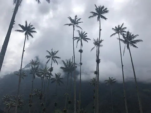 Wax Palms, hills and clouds on the Cocora Valley trek in Salento Colombia