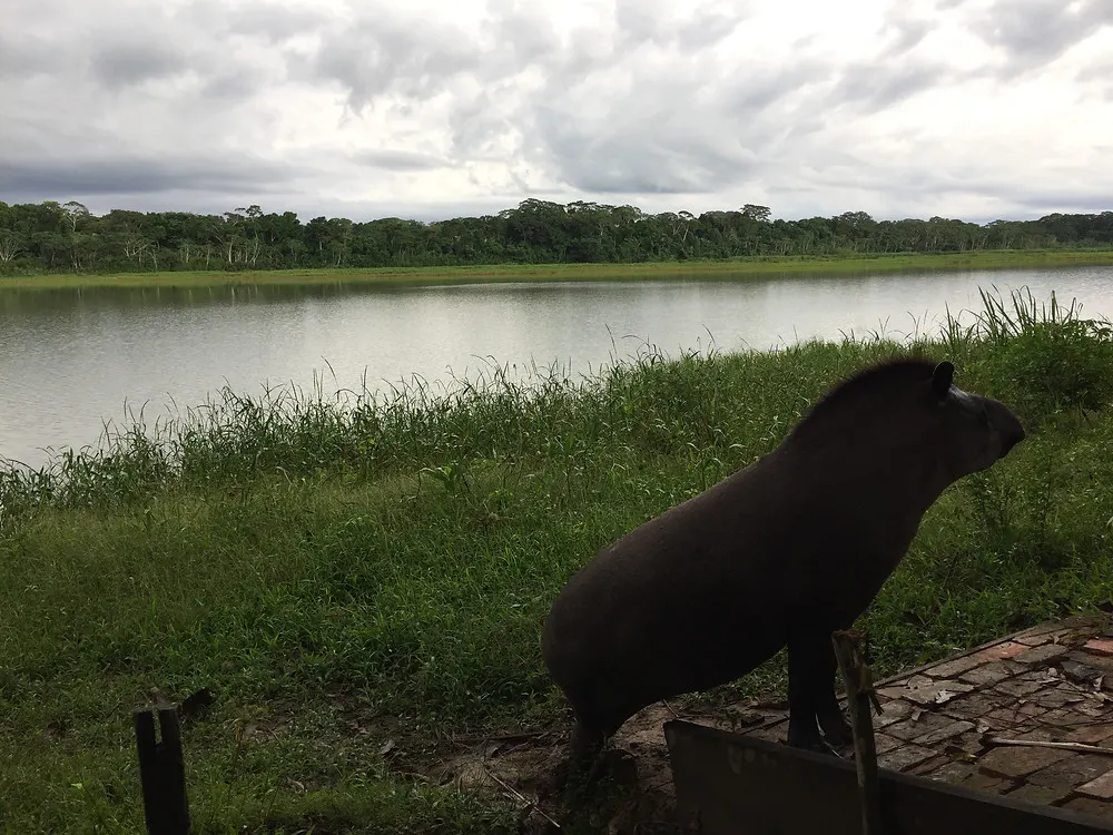 a tapir stands at the edge of a lake in the Madidi Reserve in Bolivia in the amazon jungle