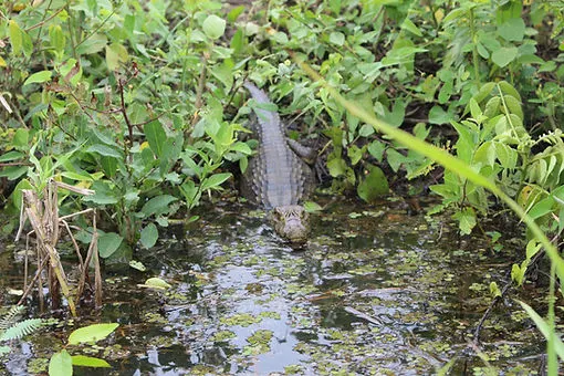 a caiman lurking in the mangroves on the Pampas Rivebank in Rurrenabaque, Bolivia