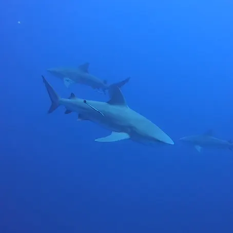Life, After Depth: What Scuba & Anxiety Have in Common