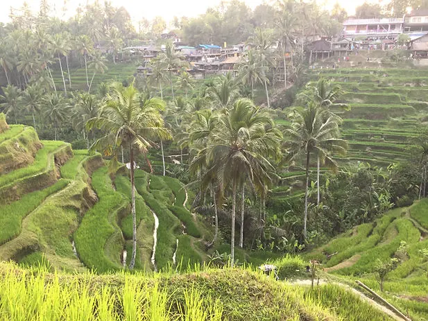Tegallalang Rice Terrace in Ubud, Bali, Indonesia
