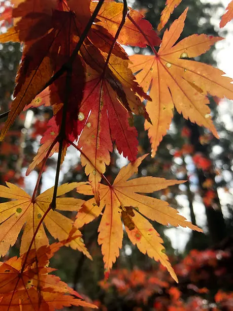 Autumn & fall leaves at Ninna-Ji Tempe in Kyoto Japan