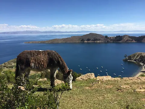a cow eats grass on Isla del Sol in Lake Titicaca in Bolivia
