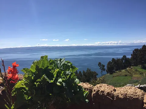 Beautiful plants and trees on Isla del Sol overlooking Lake Titicaca in Bolivia