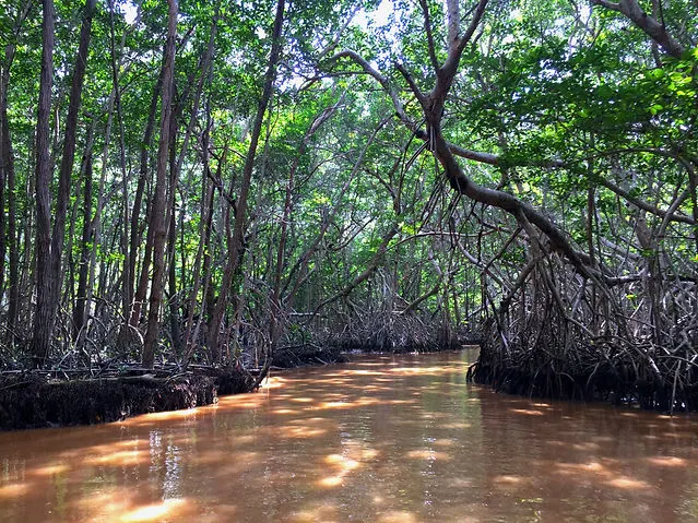 mangrove in Celestun on Mexico's Yucatan Peninsula