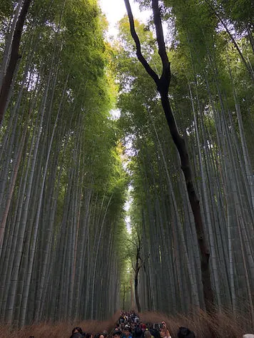 Arashiyama Bamboo Forest & Grove in Kyoto Japan