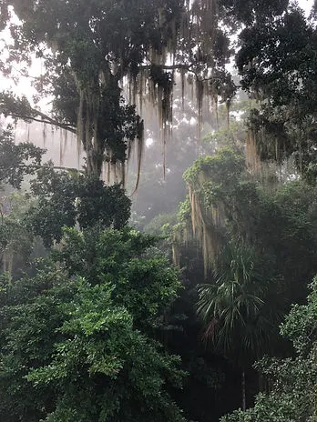 Jungle trees in the Tikal Ruins Nature Park in Guatemala