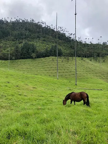 A horse, hills and clouds on the Cocora Valley trek in Salento Colombia