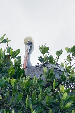 Pelican sitting in the mangroves in Celestun, Mexico on the Yucatan Peninsula