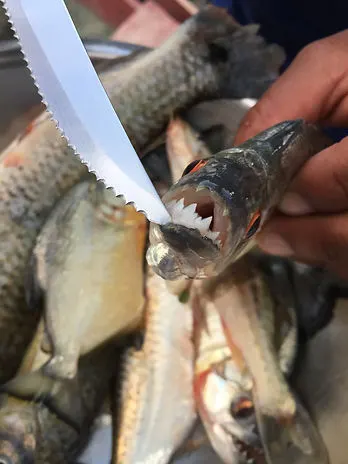 a piranha showing its teeth in the Bolivian Amazon jungle