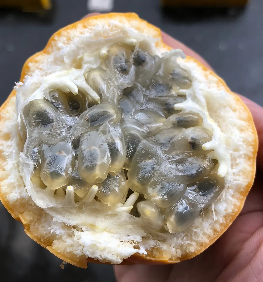 a half eaten granadilla from a street market in medellin colombia